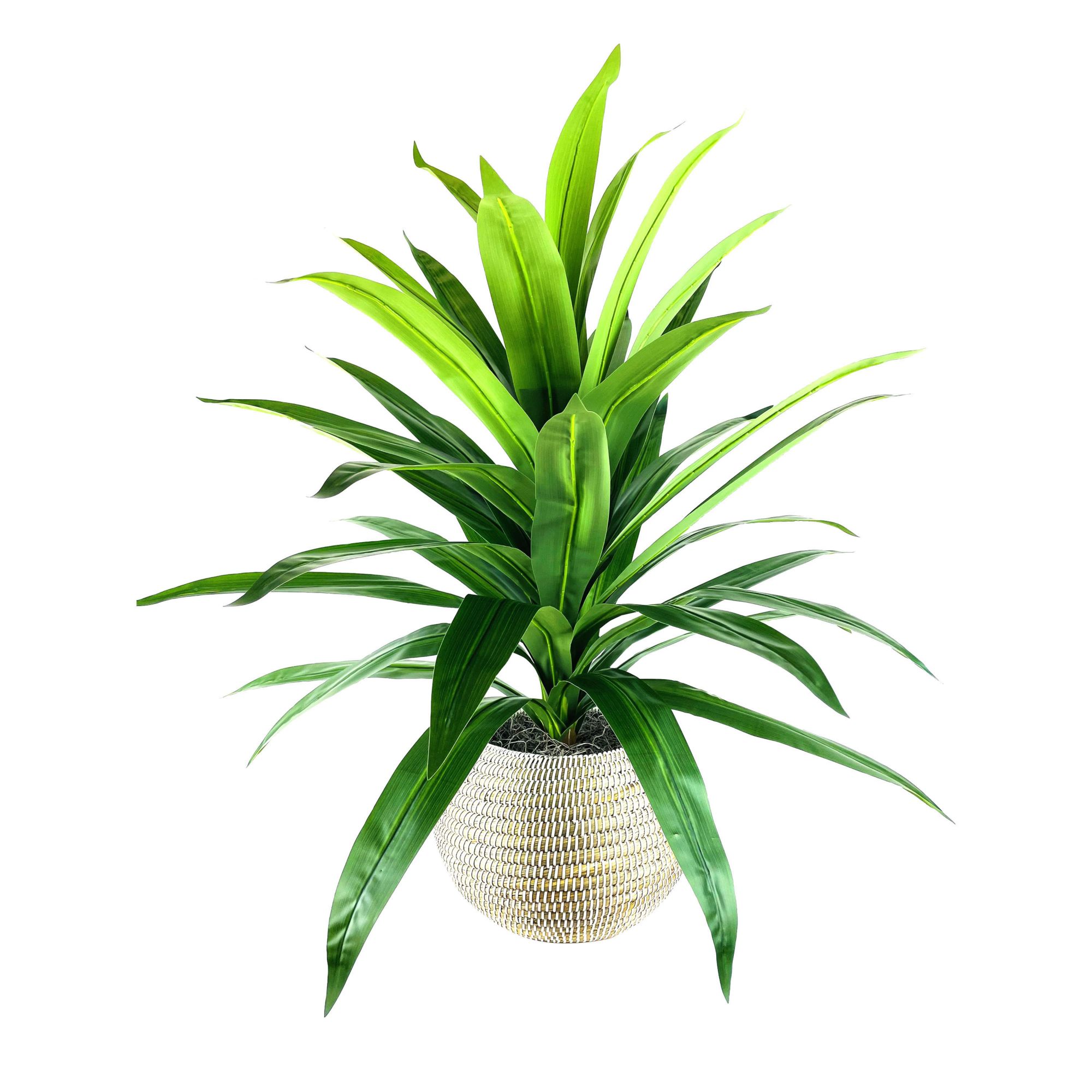 Dracaena in White Deco Round Basket