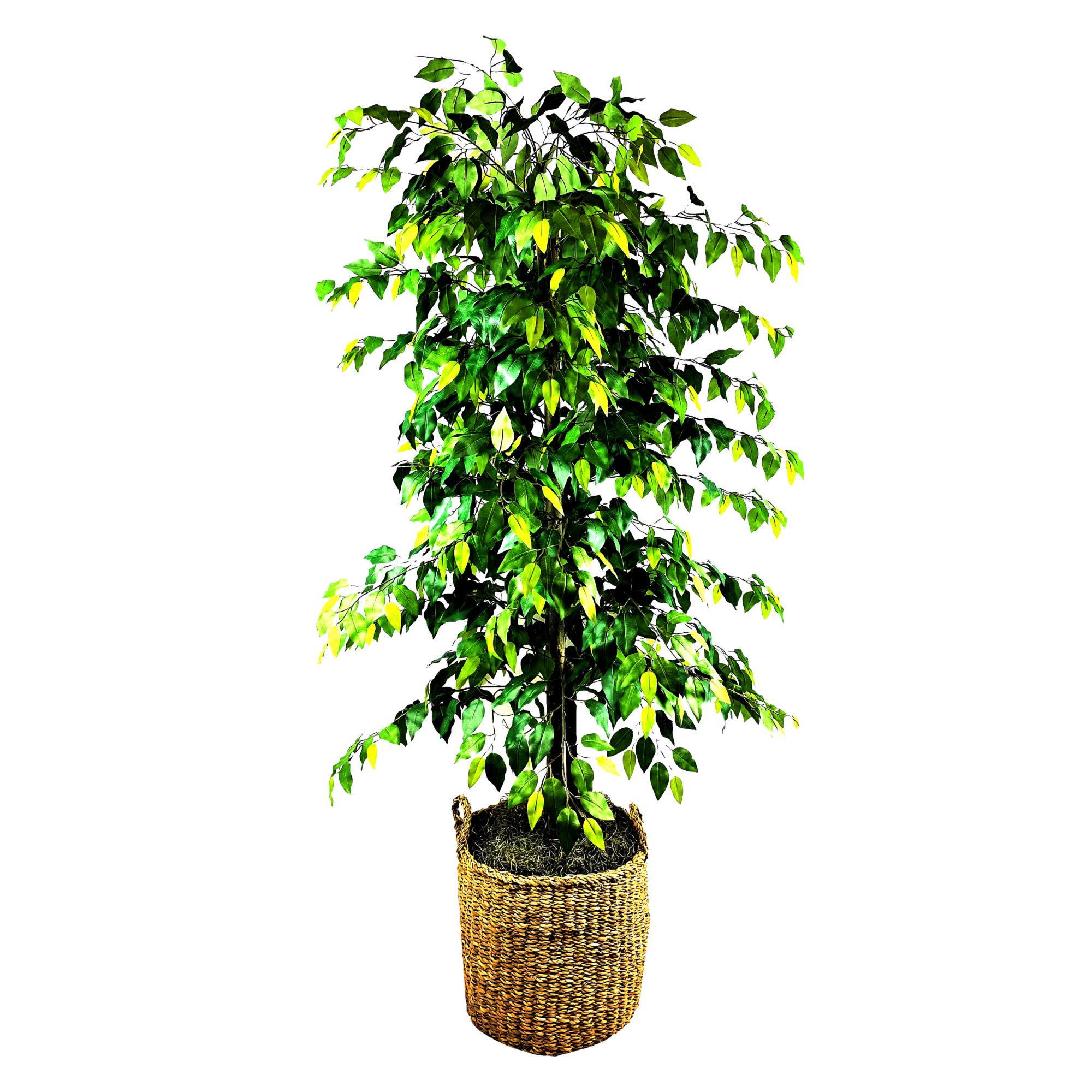 Clipped Ficus Tree in Deco Basket