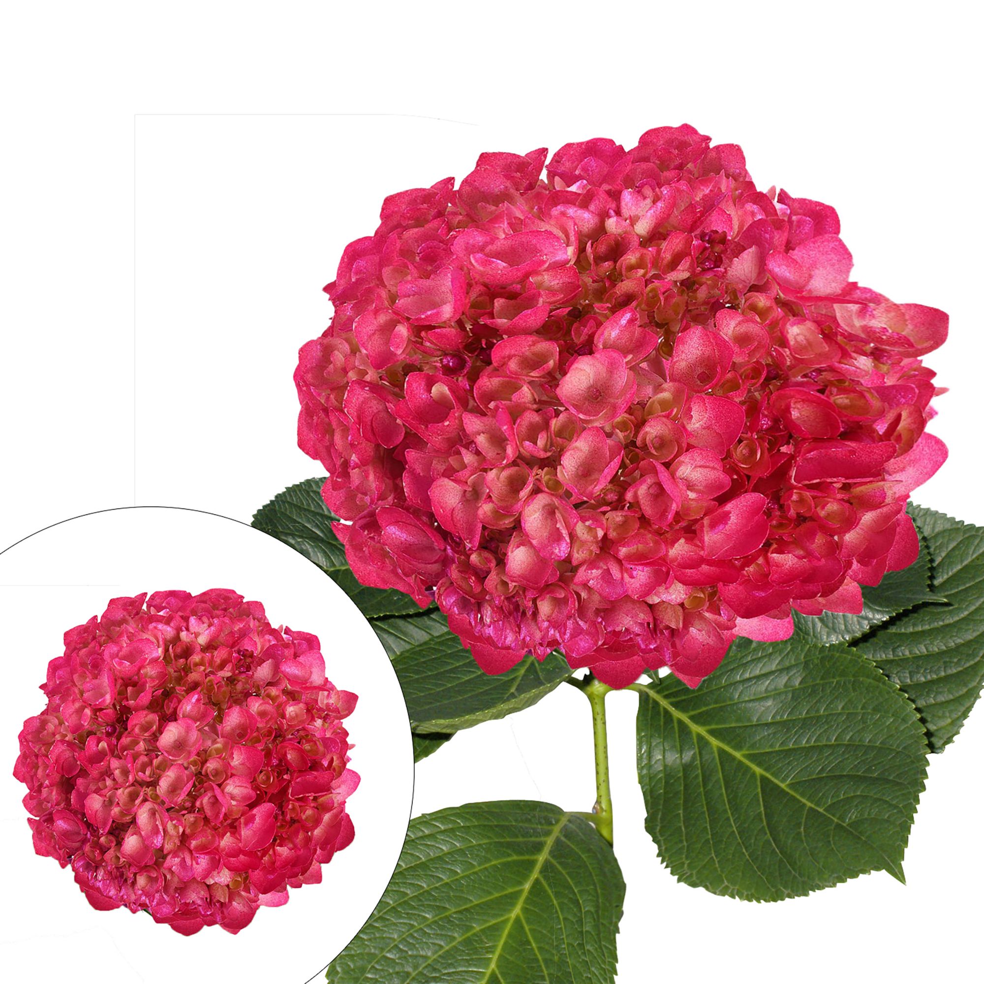 Hand Panted Metallic Hot Pink Hydrangeas, 26 Stems