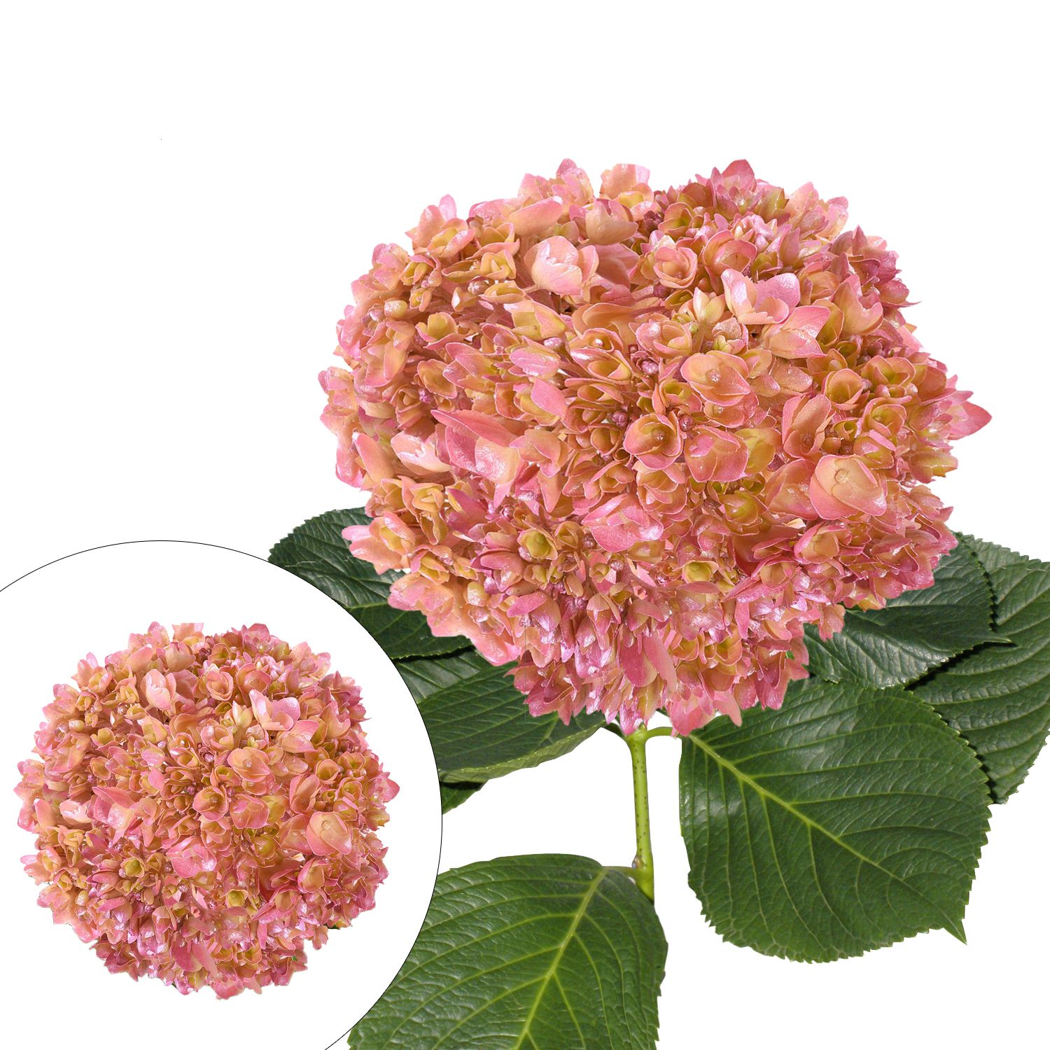 Hand Painted Metallic Pink Hydrangeas, 26 Stems