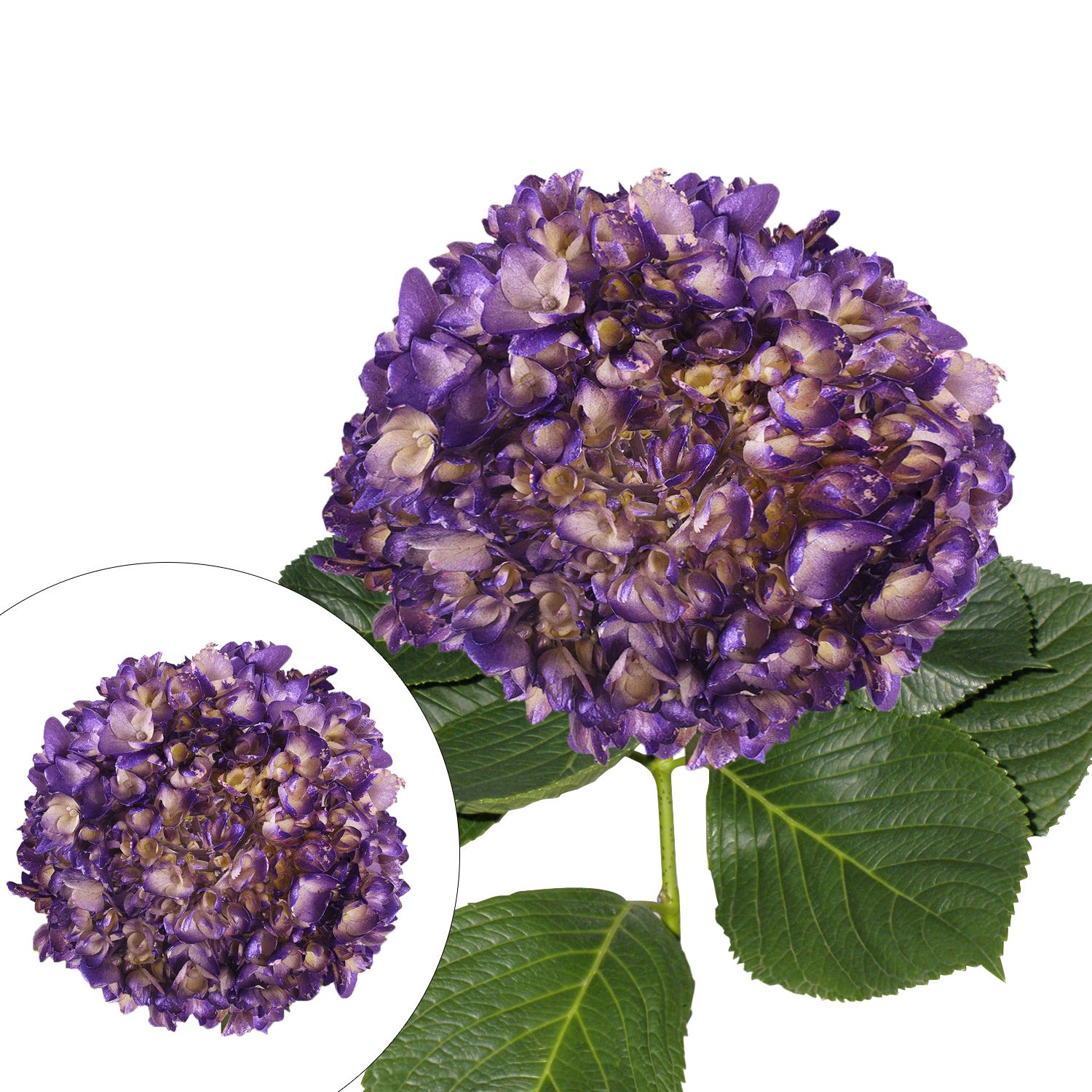 Hand Painted Metallic Purple Hydrangeas, 26 Stems