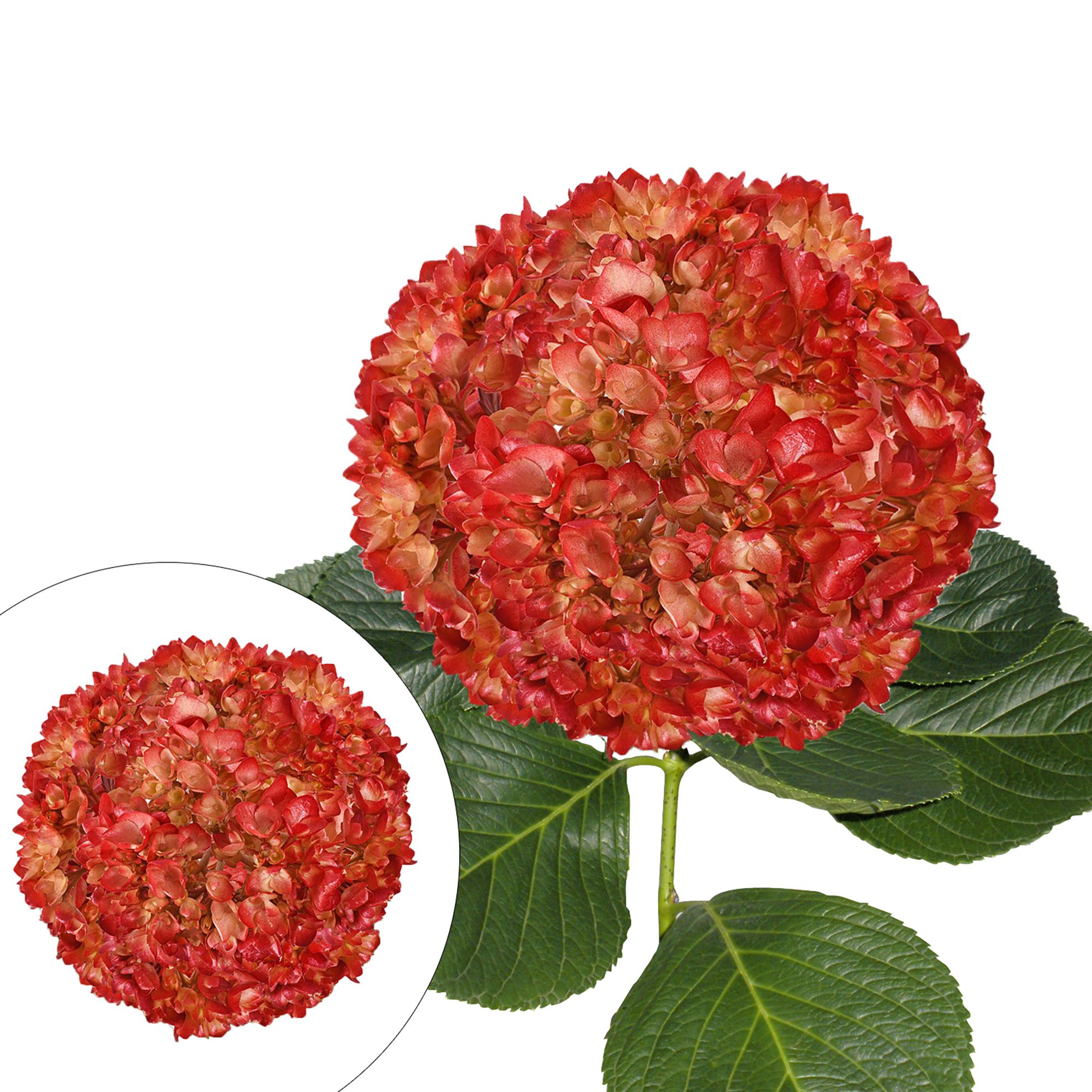 Hand Painted Metallic Red Hydrangeas, 26 Stems