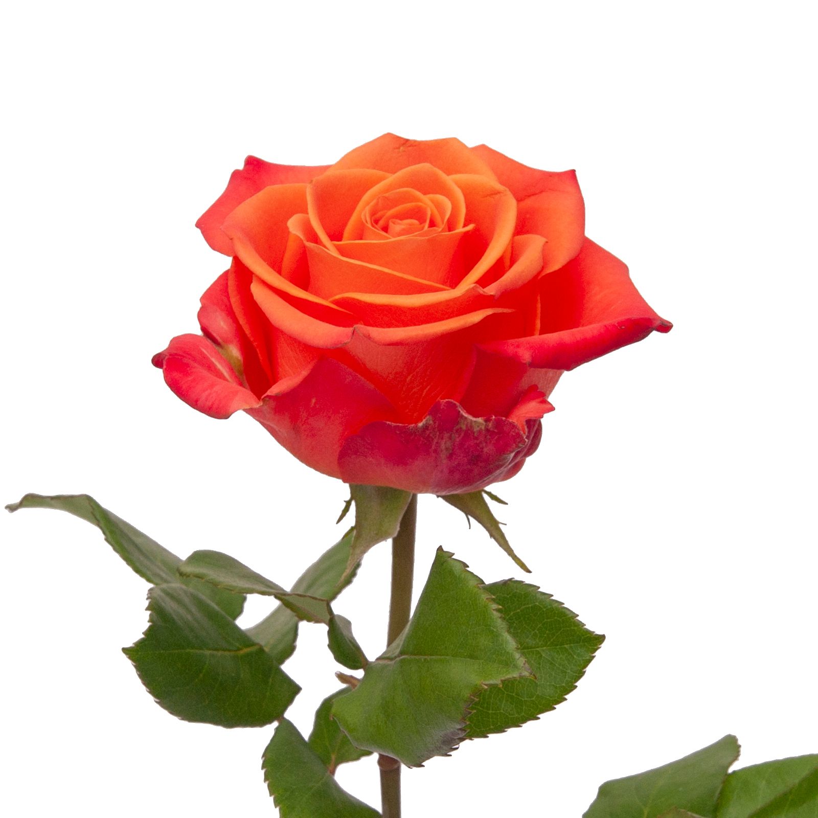 Red Roses | BJ's Wholesale Club