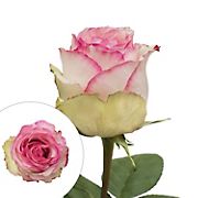 White/Pink Bicolor Roses, 100 Stems