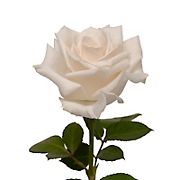 Rainforest Alliance Certified Roses, 75 Stems - White