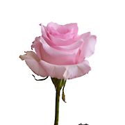 Light Pink Roses, 75 Stems