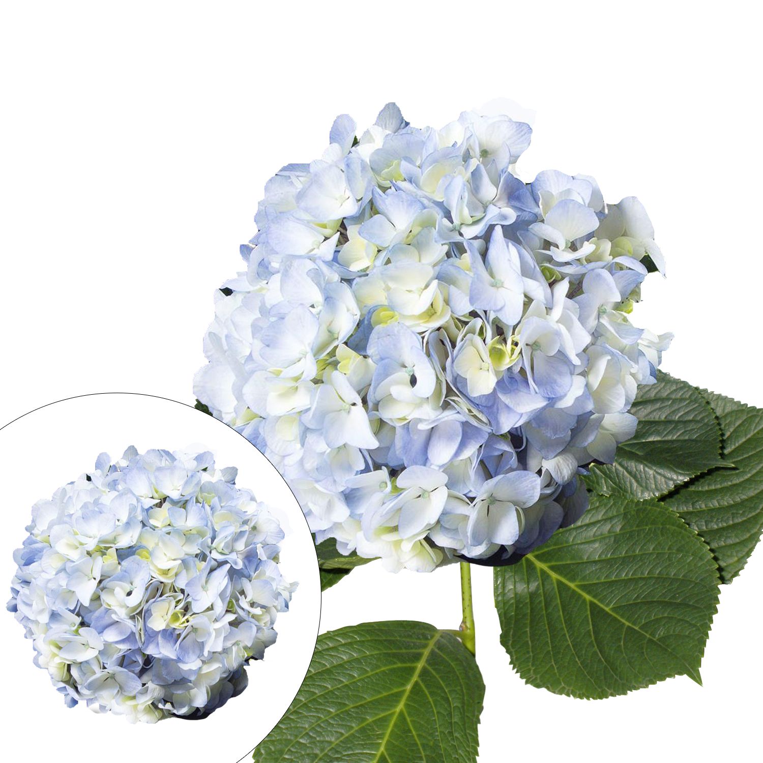 Jumbo Hydrangeas, 12 Stems - Blue | BJ's Wholesale Club