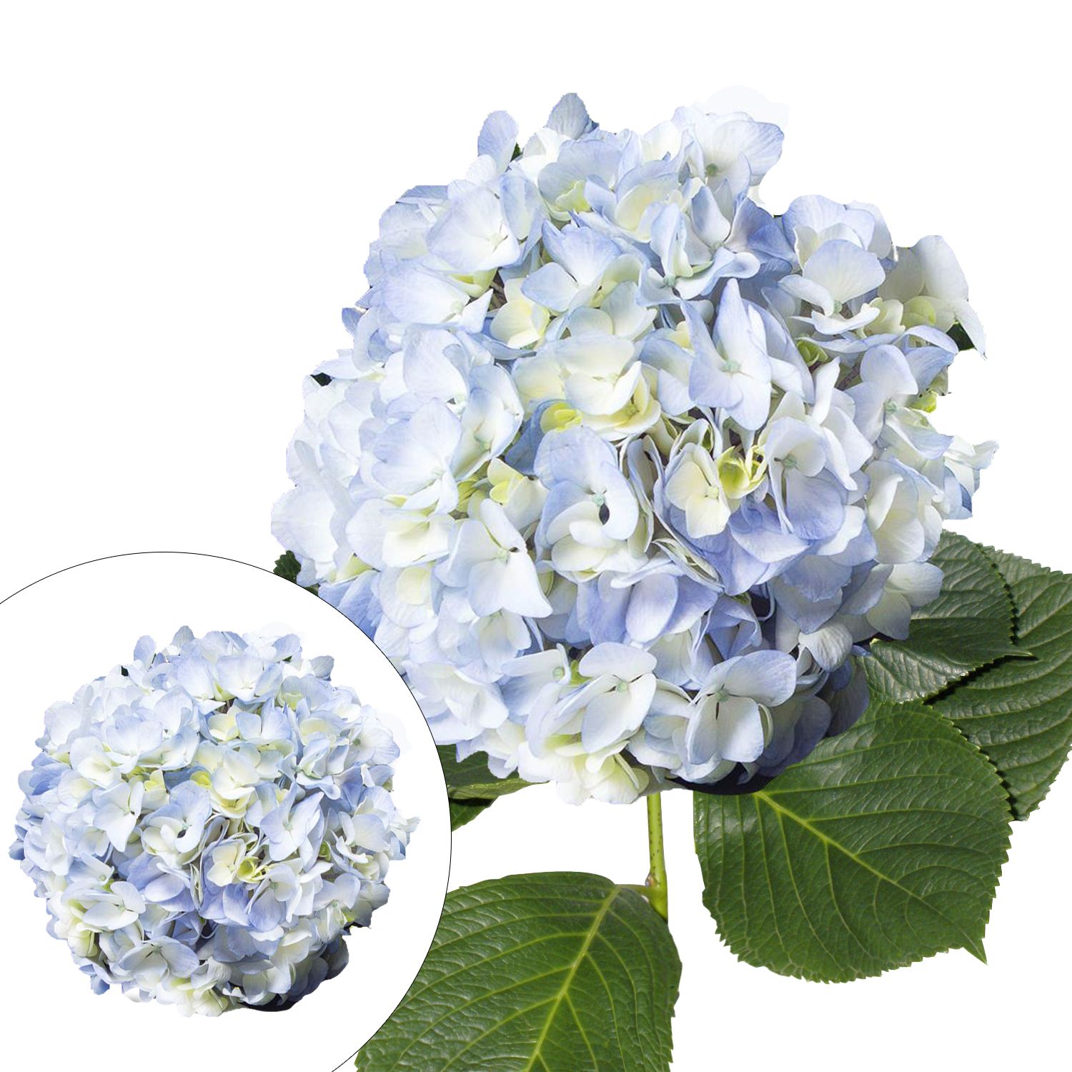 Hydrangea Co-Ex Plastic Cup 12 oz