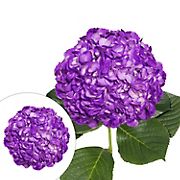 Hand-Painted Hydrangeas, 26 Stems - Purple