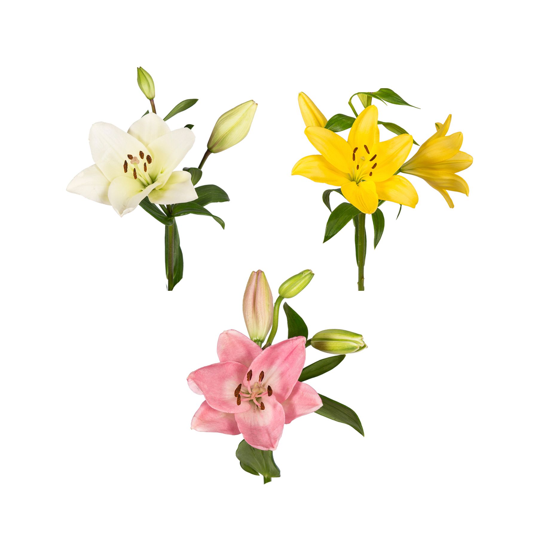 Starfighter Oriental Lilies, 60 Stems | BJ's Wholesale Club