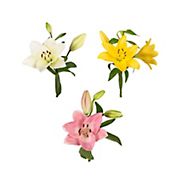 Assorted L.A. Hybrid Lilies, 60 Stems