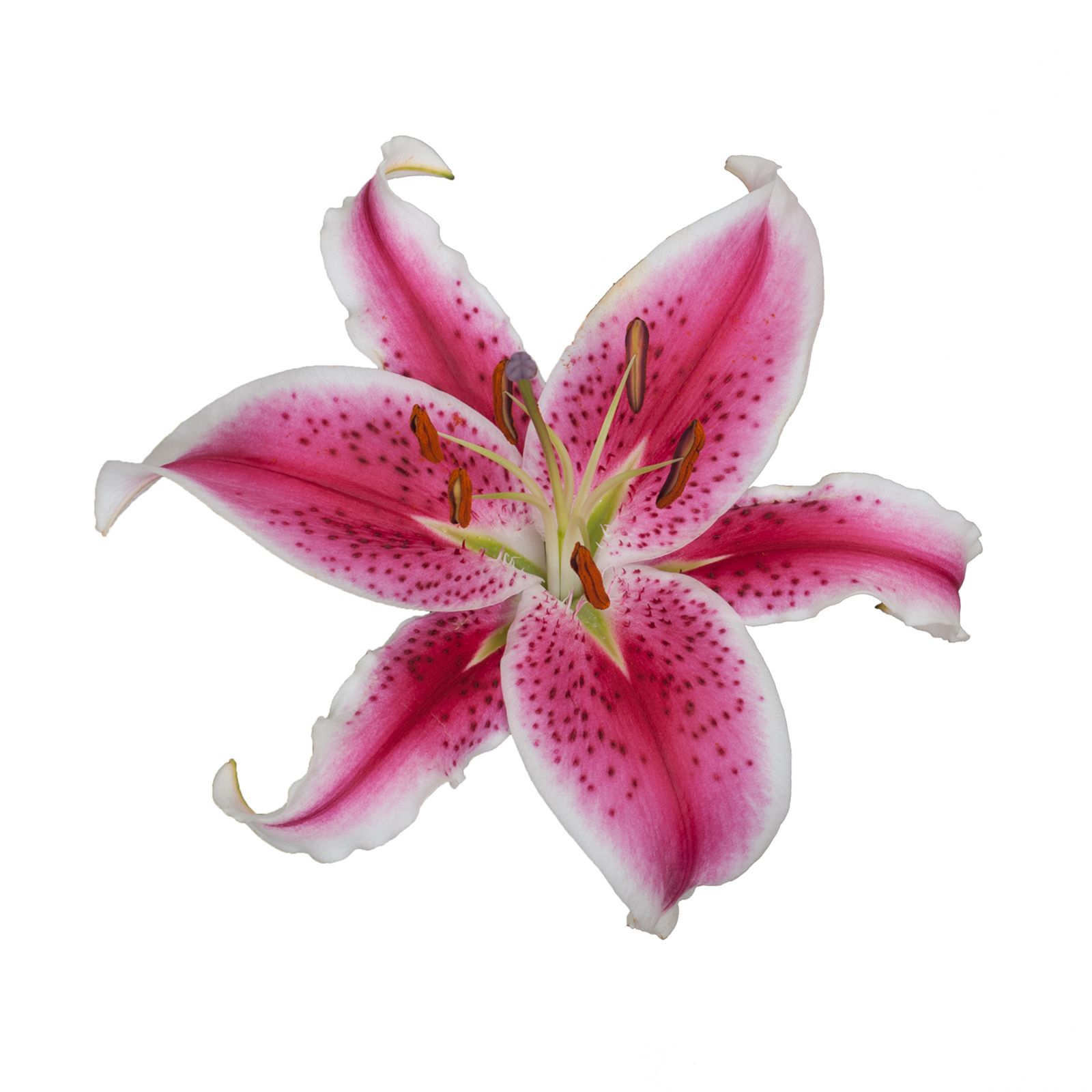 Assorted L.A. Hybrid Lilies, 60 Stems | BJ's Wholesale Club