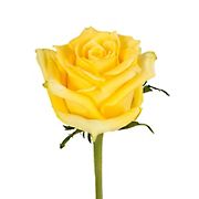 Yellow Roses, 125 Stems