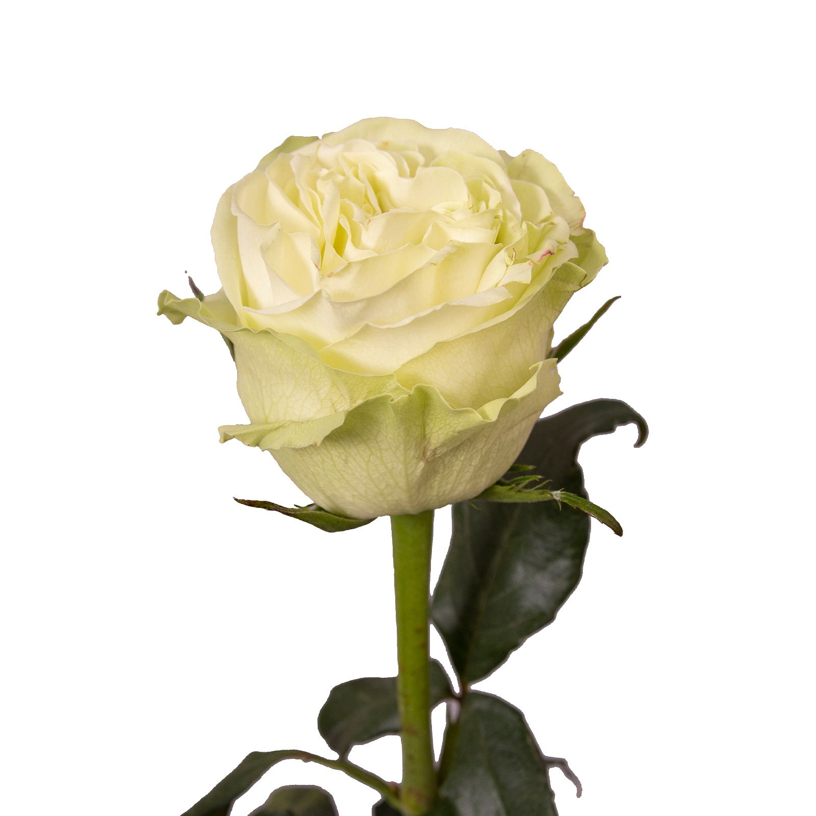 Rainforest Alliance Certified Roses - White/Pink | BJ's Wholesale Club