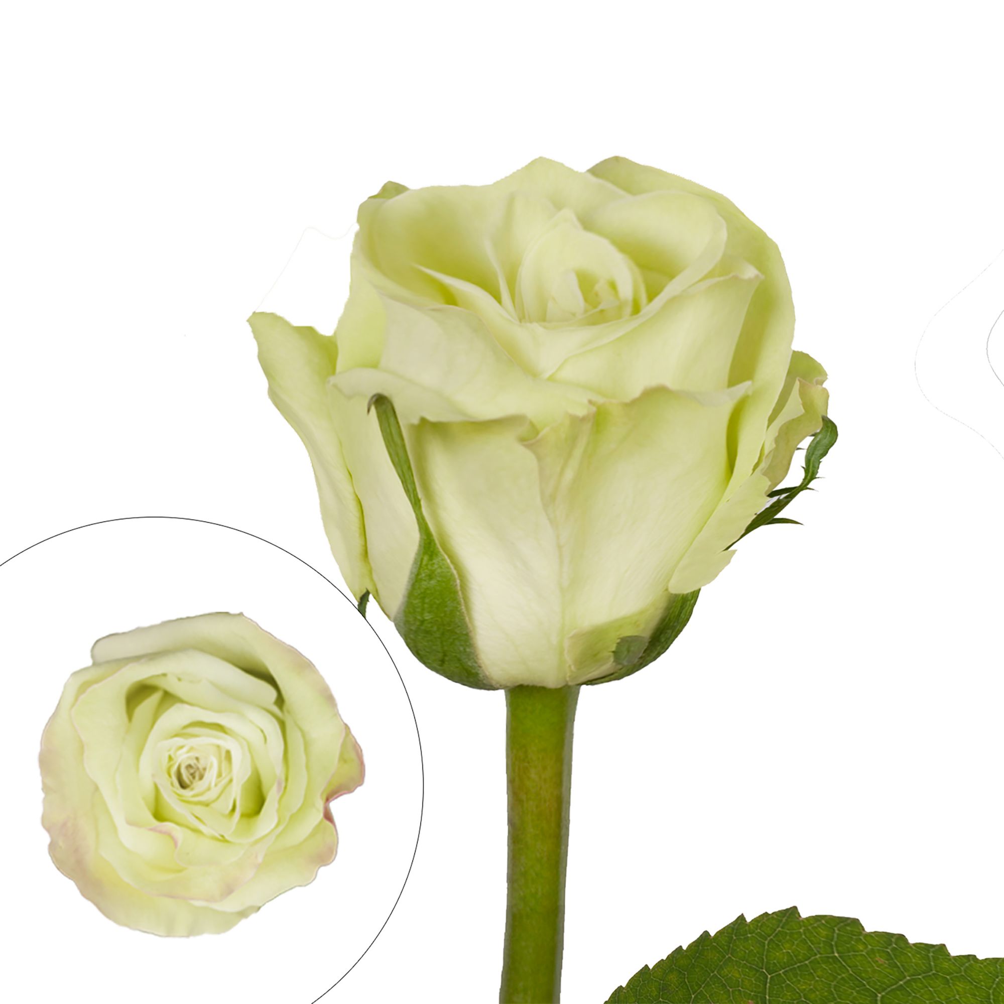 Green Roses | BJ's Wholesale Club