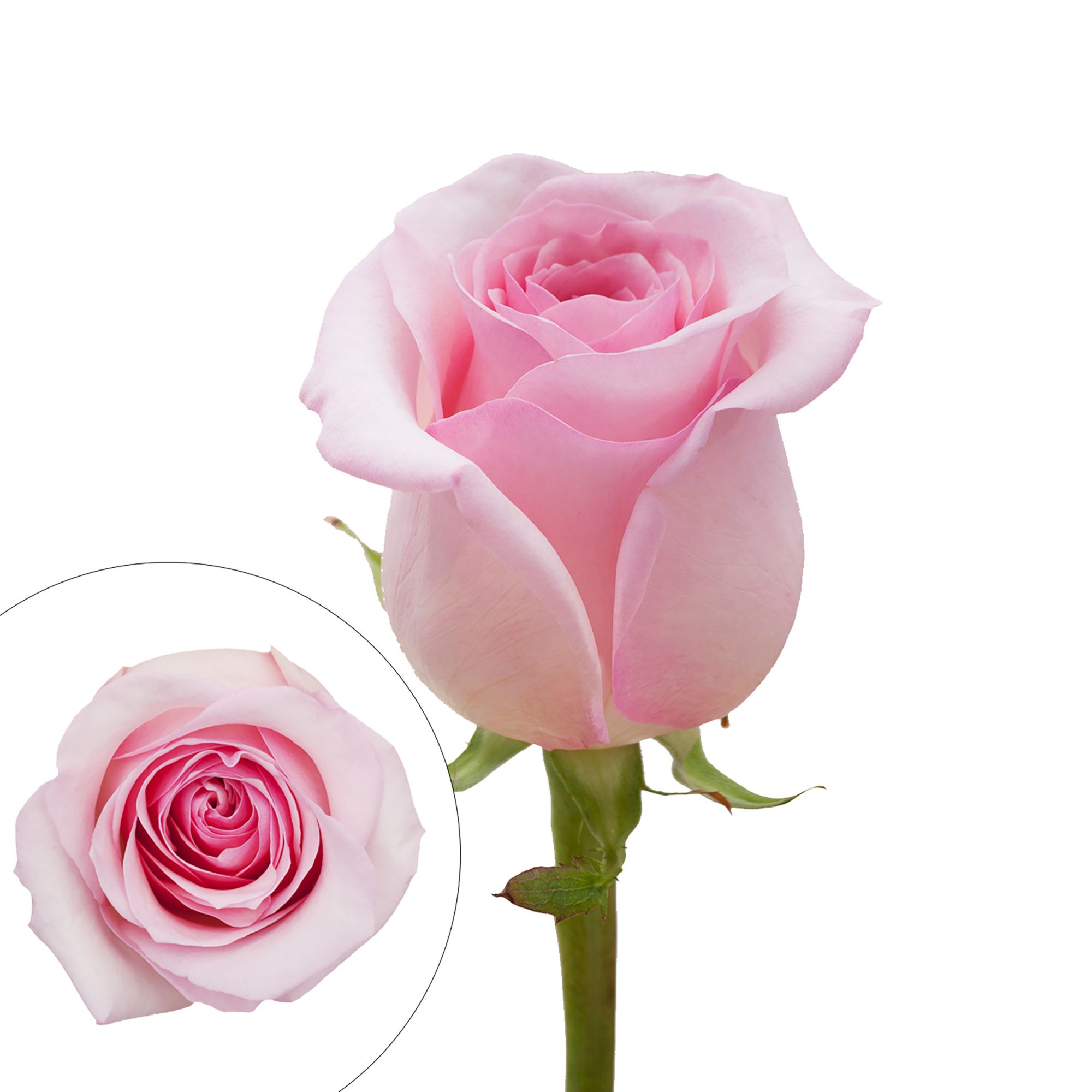 Graceful Elegance Bqt Box - Hot Pink - Light Pink – Eblooms Farm Direct Inc.