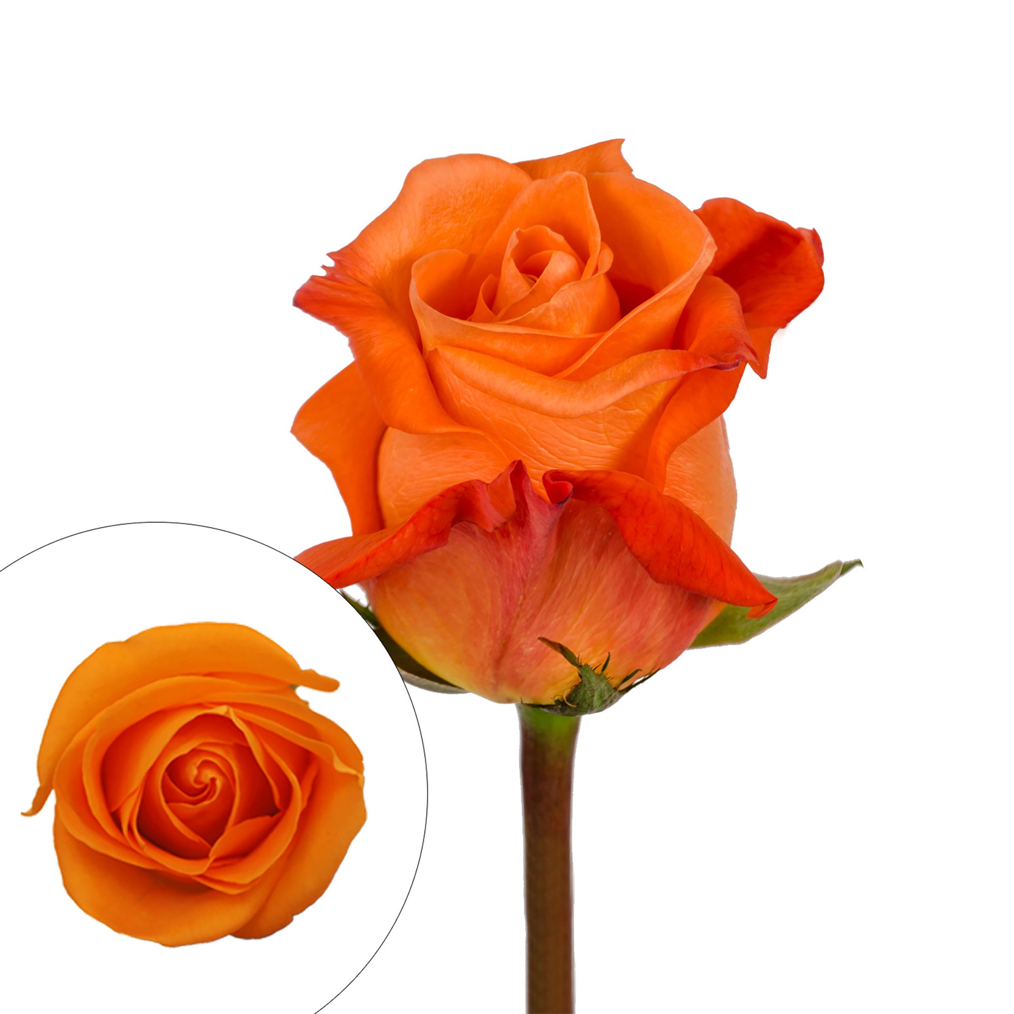 Orange Roses | BJ's Wholesale Club