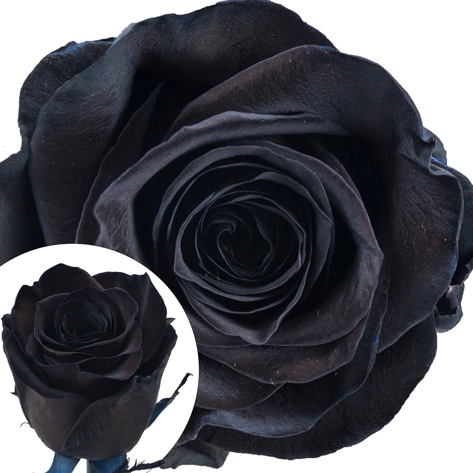 Black Roses - Tinted Black Roses For Sale
