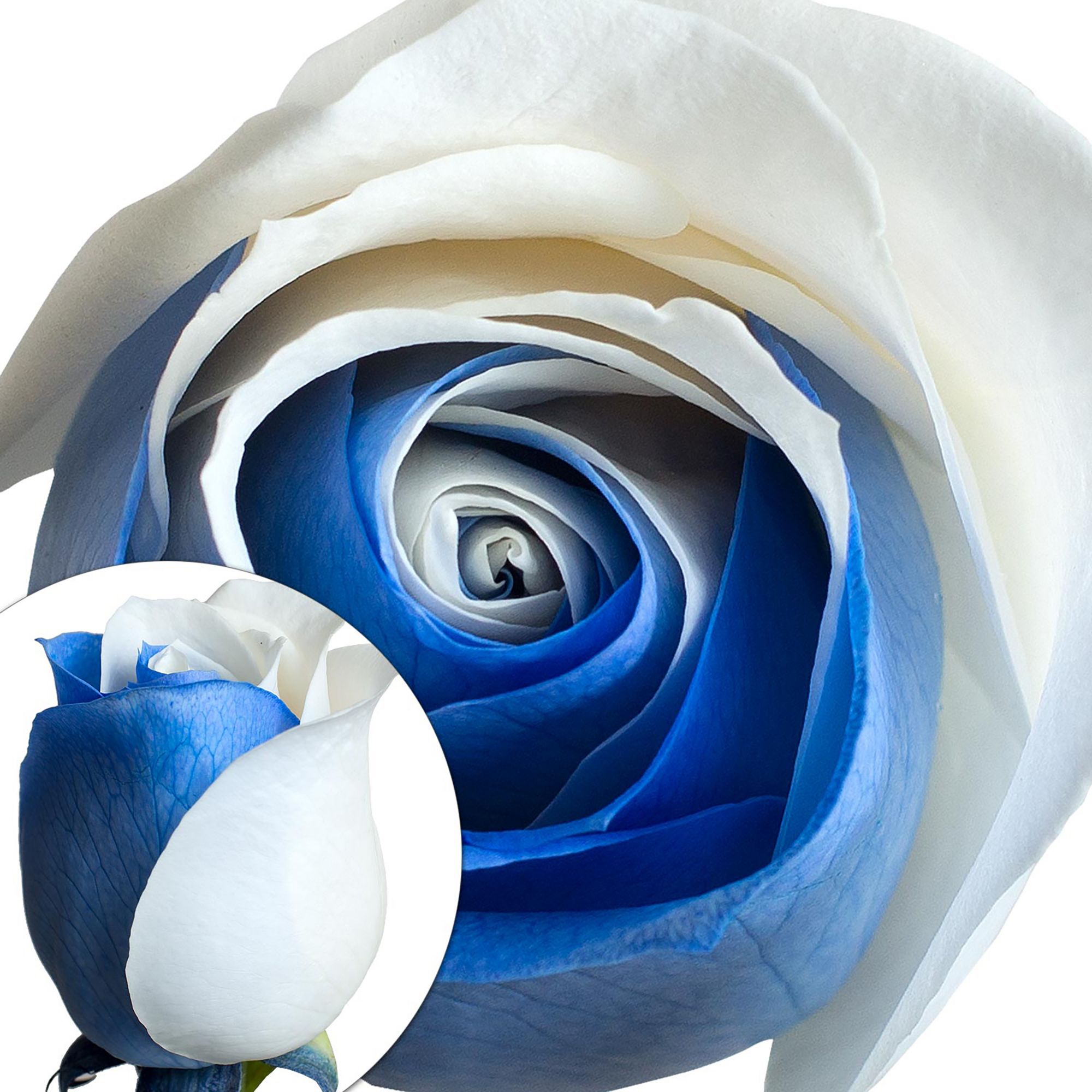 BLUE ROSEです Blue and White Tinted Roses | BJ's Wholesale Club