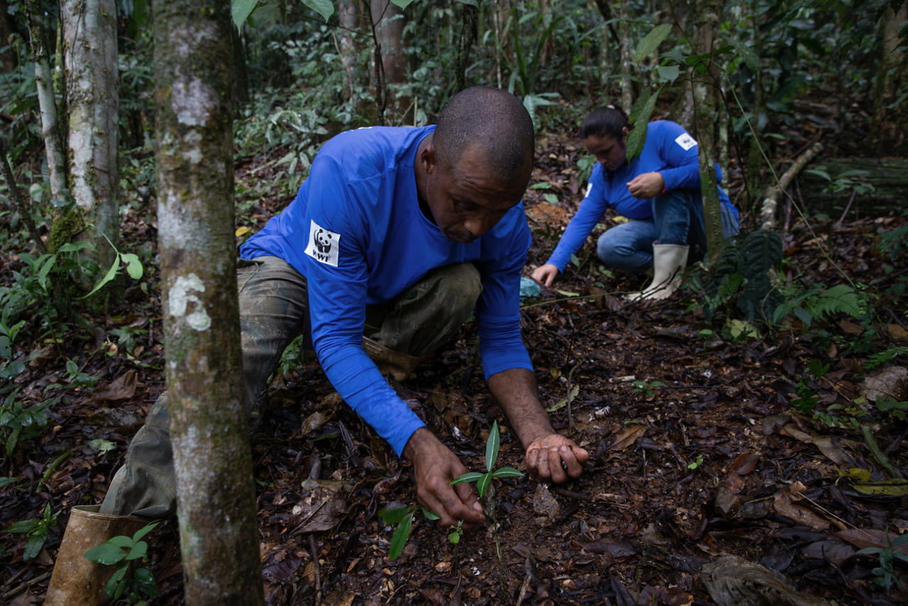 Workers plant trees in REGUA, Brazil. Courtesy of WWF