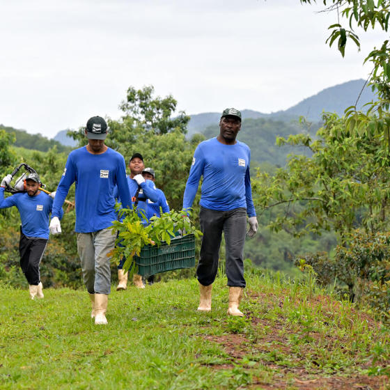 Workers plant trees in REGUA, Brazil. Courtesy of WWF
