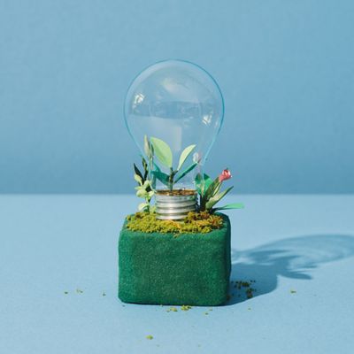 Moss plant growing inside of a lightbulb with a light blue background demonstrating sustainability ideas. 