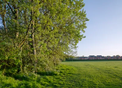 An image of a lush English forest alongside a residential area.