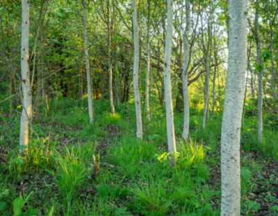 An image of a lush English forest.