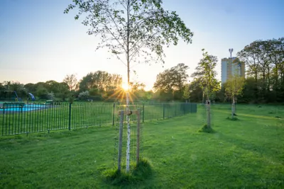 An image of a lush English forest.