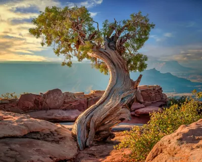 Beautiful image of an ancient tree at Dead Horse Point State Park in Moab, Utah captured by Beth Sheridan.