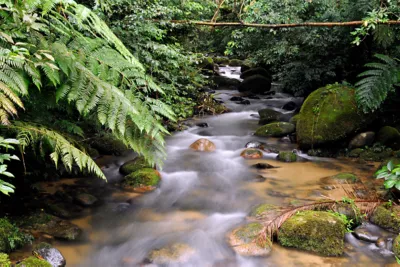 Stream of water at Figueira trail, Carlos Botelho State Park, Sao Paulo, in Brazil's Atlantic Forest..