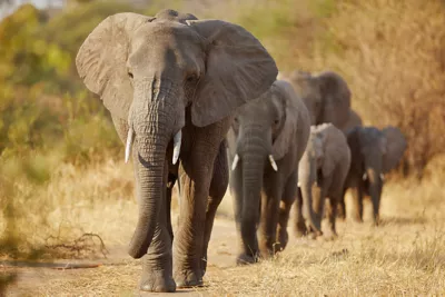 A line of elephants walking together in their natural habitat. 