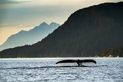 Whale's tail rising from body of water surrounded by mountains to represent the wildlife after a year without travel. 