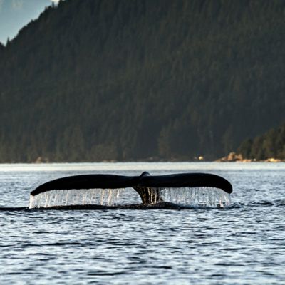 Whale's tail splashing water in a lake surrounded by mountains to represent the healthy wildlife after a year without travel. 