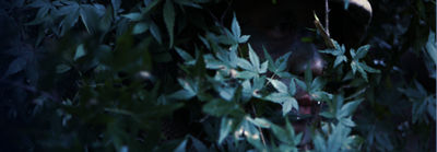Marine camouflaging within foliage.