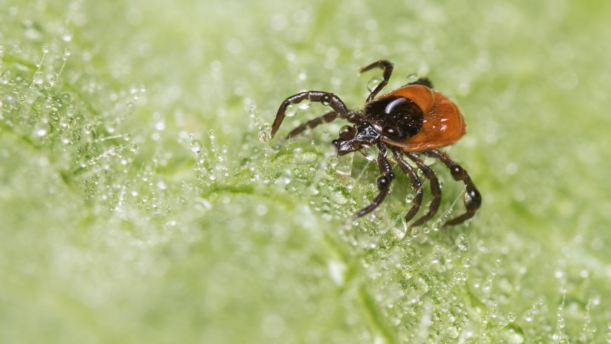Tick on a leaf
