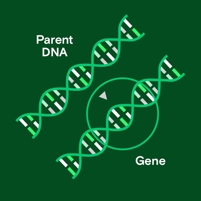 Illustration of DNA and genes