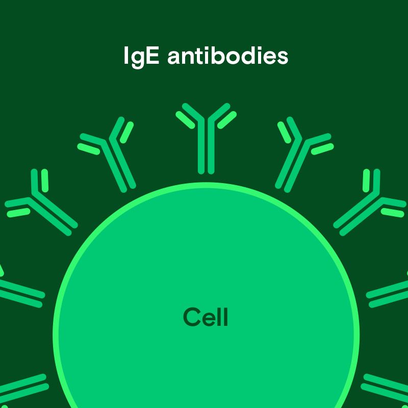IgE Antibodies