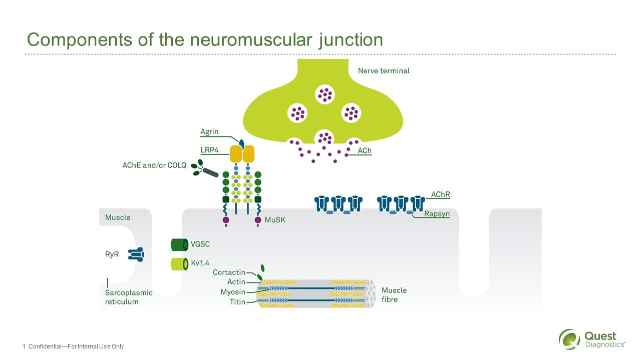 Webinar slide showing schematic of components of the neuromuscular junction