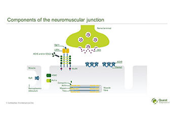Webinar slide showing schematic of components of the neuromuscular junction