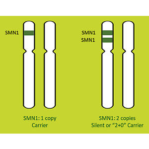 SMA carrier chromosome and gene status