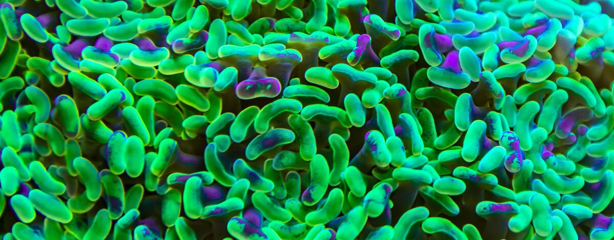 Neon green and purple bacterias 