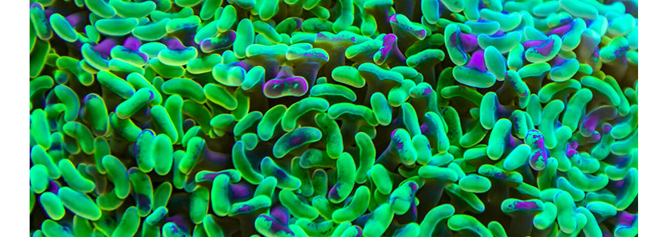 Neon green and purple bacterias 