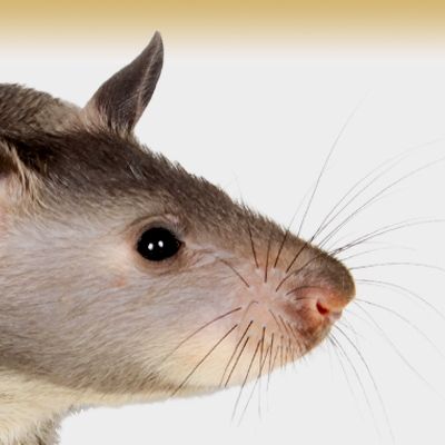 Closeup photo of rat