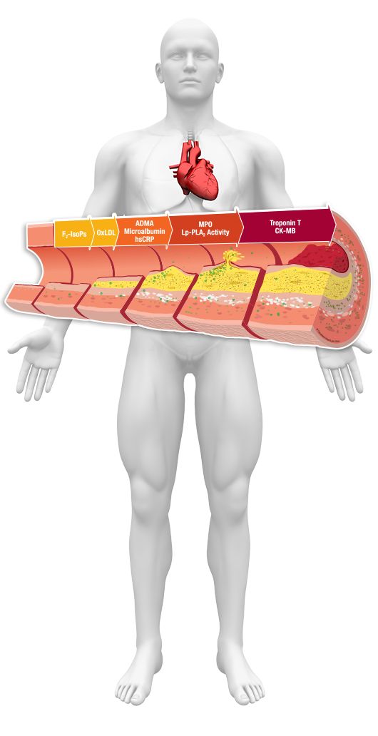 l carnitine cause gout L-Carnitine: Benefits & Supplementation main image 0
